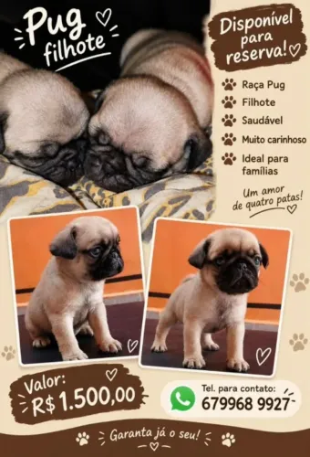 Pug