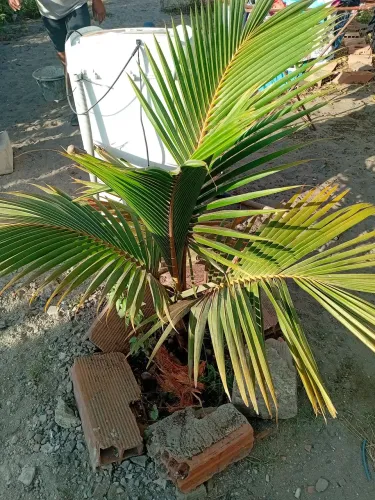 Coqueiro