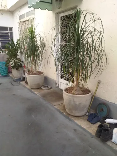 VENDO VÁRIOS VASOS DE CIMENTO 100 LITROS PLANTADOS COM PATA ELEFANTE MUITO ELEGANTE CASA