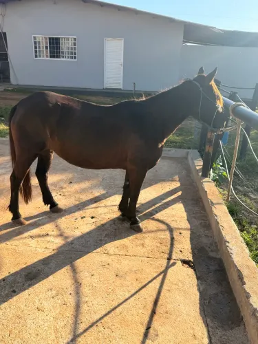 Pônei femia Para criança 