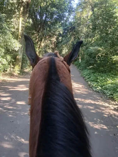 Vendo cavalo top
