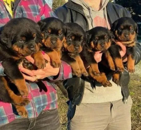Rottweiler? Filhotes machos e fêmeas !