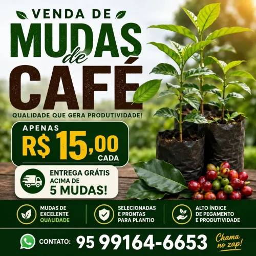 Mudas de cafe
