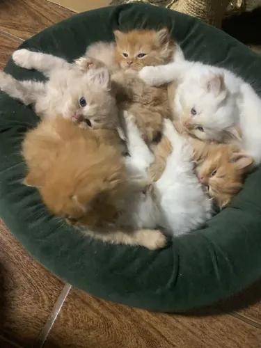 Gato persa macho 