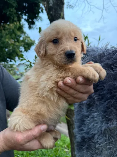 Filhotes de Golden Retriever