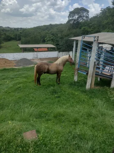 HARAS À VENDA MONTE APRAZÍVEL/SP