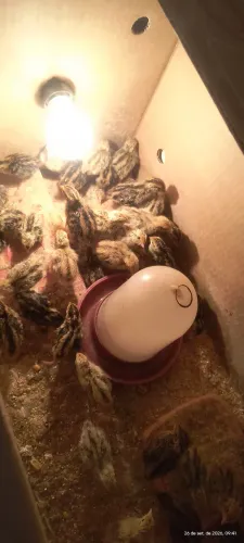 Vendo filhotes de codornas gigantes