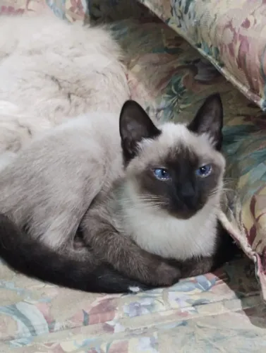 Gato siamês macho 4 meses