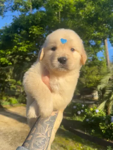 Golden Retriever Machos