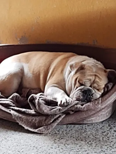 Bulldog Inglês