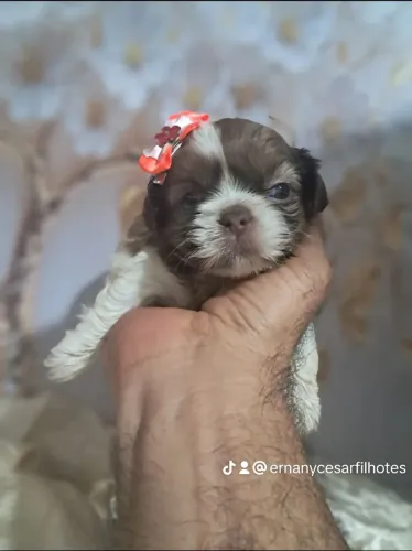 Shihtzu mini baby face! Um ENCANTO