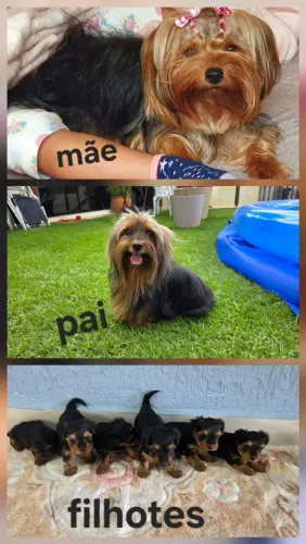 Filhotes de Yorkshire