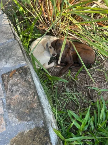 Labrador fêmea bege