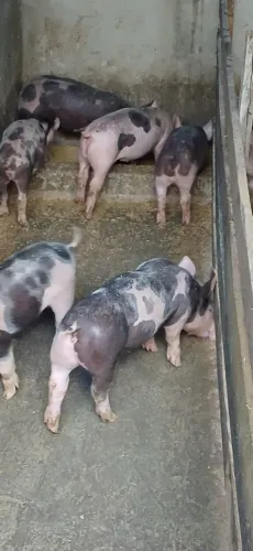 Venda de leilões pietrain po