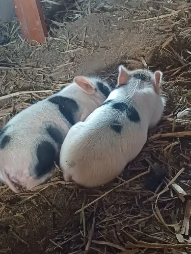 Mini pig (mine porco)