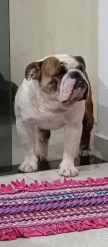 Bulldog macho