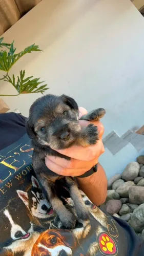 Schnauzer Miniatura | Entrega em Guarapuava 14/08