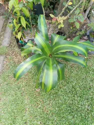 Dracena pau d'água linda 