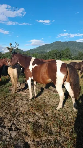 Vendo Égua Paint Horse PO - P+