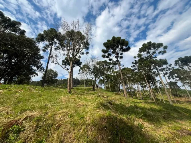 Terreno dos Sonhos em Campo Alegre/SC: Natureza, Vista e Projeto Aprovado a Minutos do Cen