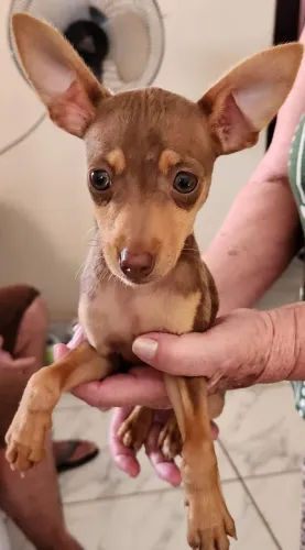 Pincher chocolate 