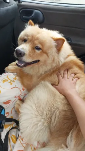 Cachorro chow chow tem uma ano e seis meses vacinado .cruzar