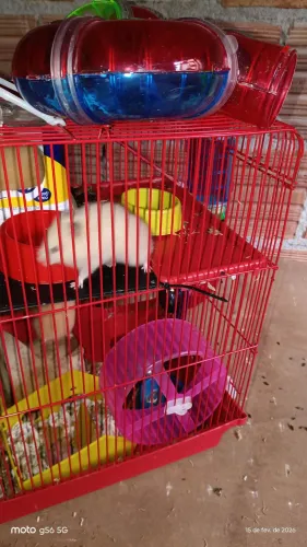 Hamster filhote