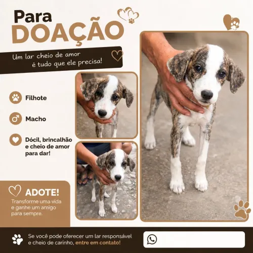 Doação de cachorrinho