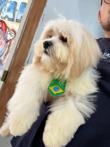 Lhasa Apso macho, 8 meses