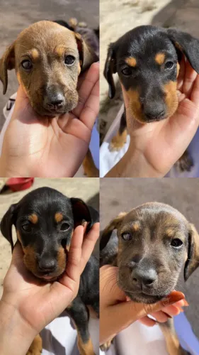 Doação de cachorro