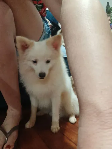 Spitz alemão branco macho 
