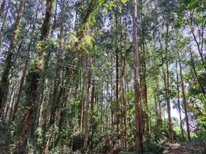 Fazenda em Joanópolis - SP