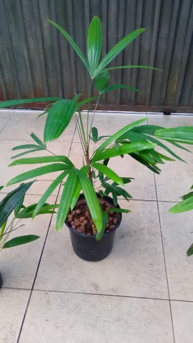 Desapego de palmeira ráfia