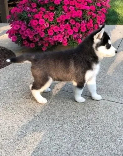 Husky siberiano lindo e encantador 