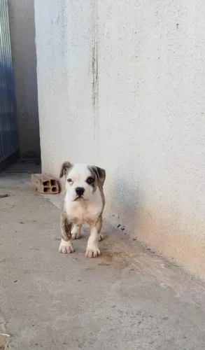 Vende cachorro