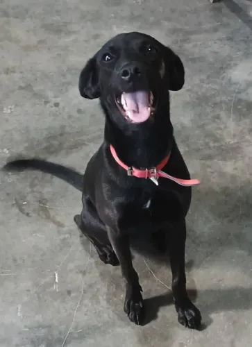 Cadela 2 anos