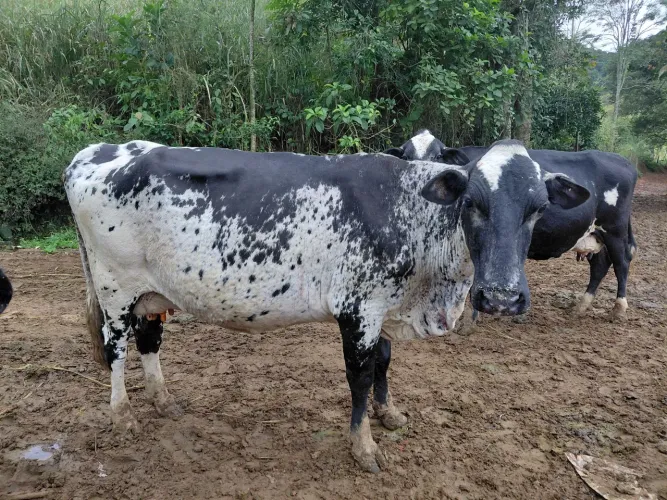 Vacas girolanda