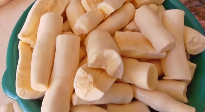 Ramas de Mandioca Amarela 