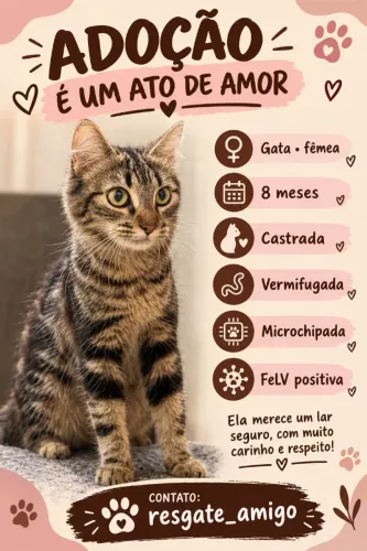 Gata felv+ para adoção