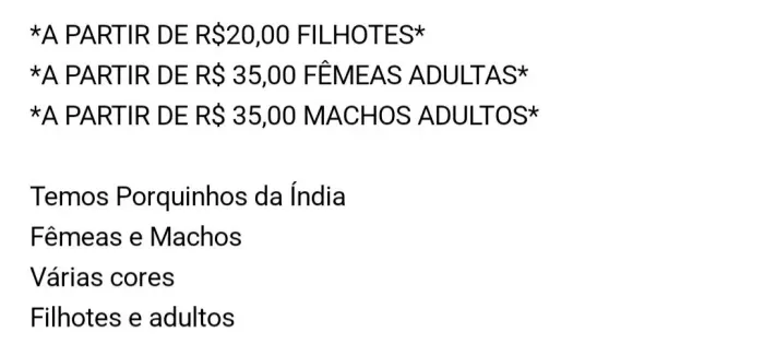 Venda de porquinhos da índia, vários tamanho, sexo e cores