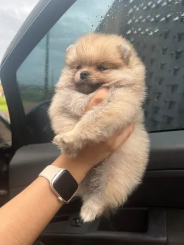 O Verdadeiro Lulu da Pomerânia 