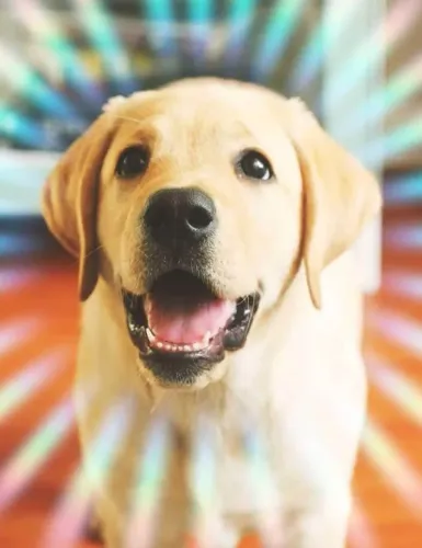 Labrador Chega sem barulho e fica para sempre