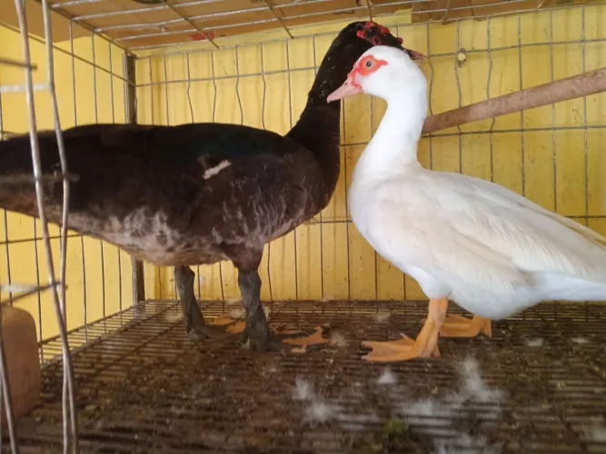 Cada de Pato gamela apenas 100 reais 