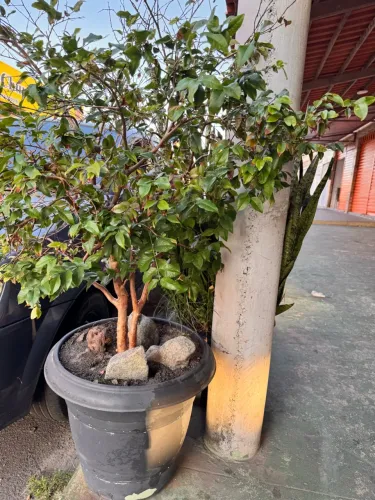 Pé de Jabuticaba