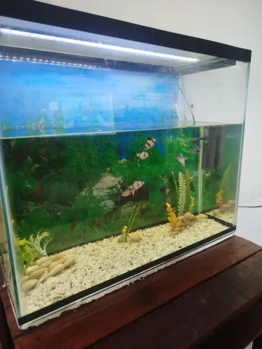 Aquário 80 litros
