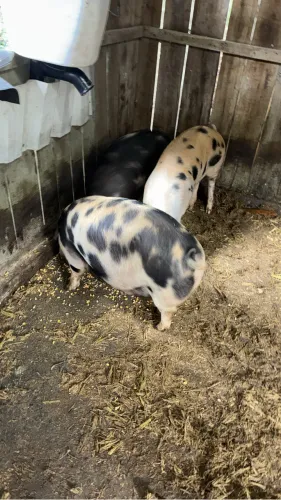 Porco para abate mais ou menos 100 kilos