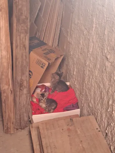 Doação de Gatinhos