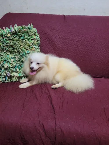 Spitz Alemão Anão Fêmea ( com 8 meses).