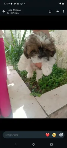 shitzu femea 1100 paus xom pedigree 