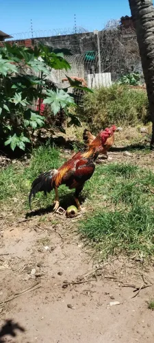 Galo de raça 